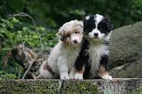 BERGER AUSTRALIEN PUPPIES 833